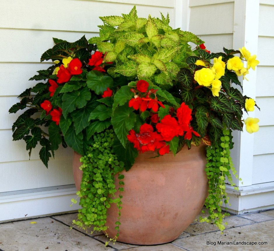 Бегония клубневая и колеус