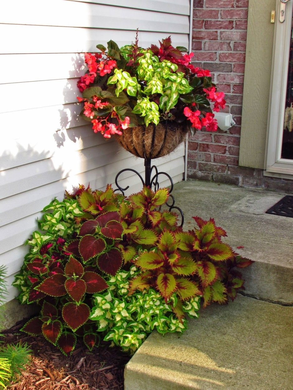 Композиции из колеусов в вазонах