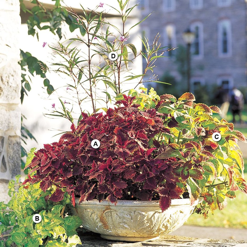 Колеус ампельный