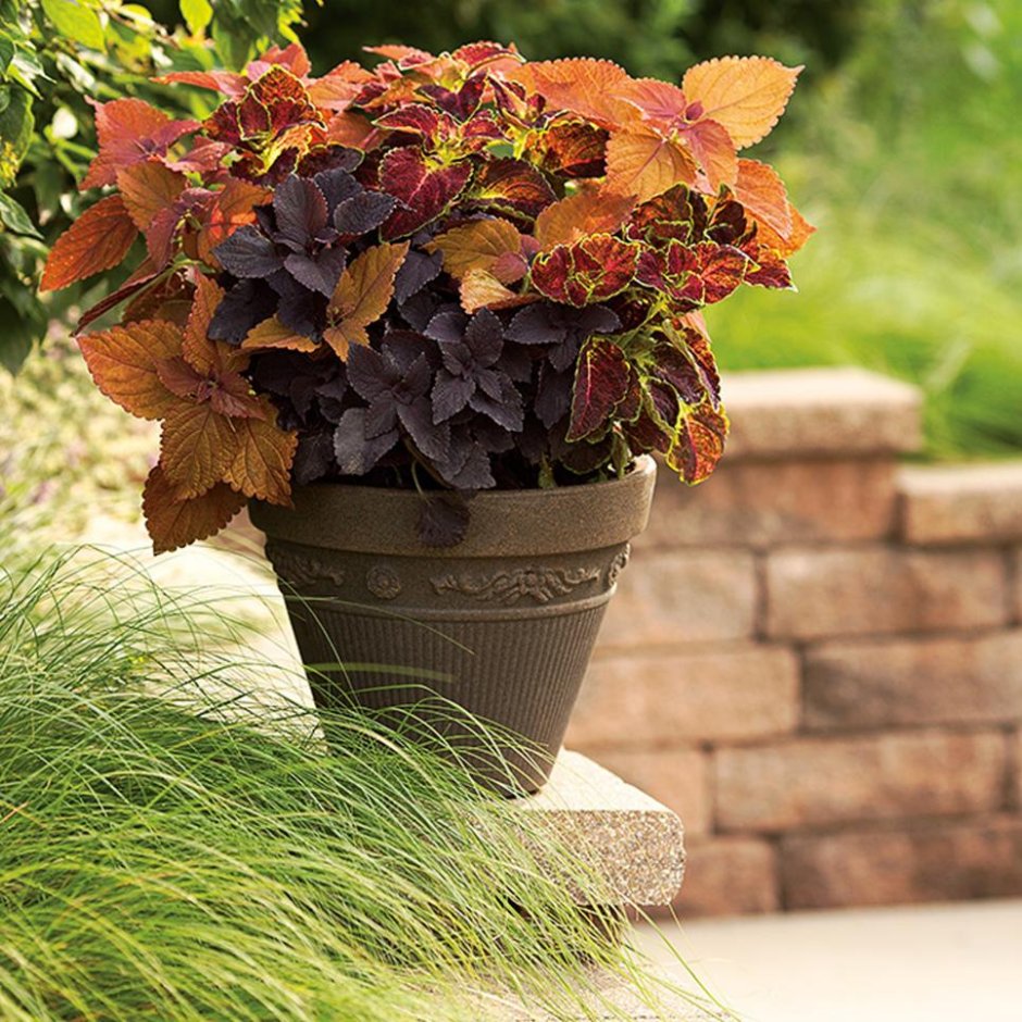 Колеус осенний