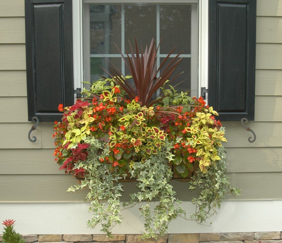Колеус в подвесном кашпо