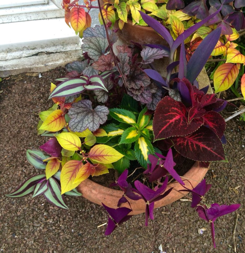 Ипомея колеус