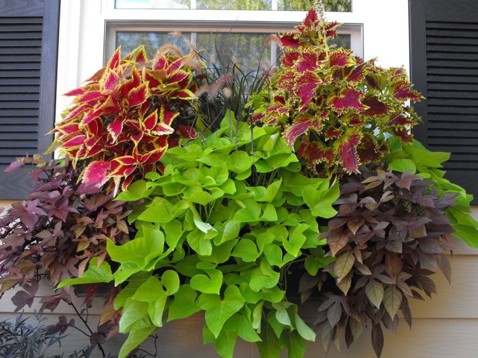 Ипомея батат и плектрантус композиция