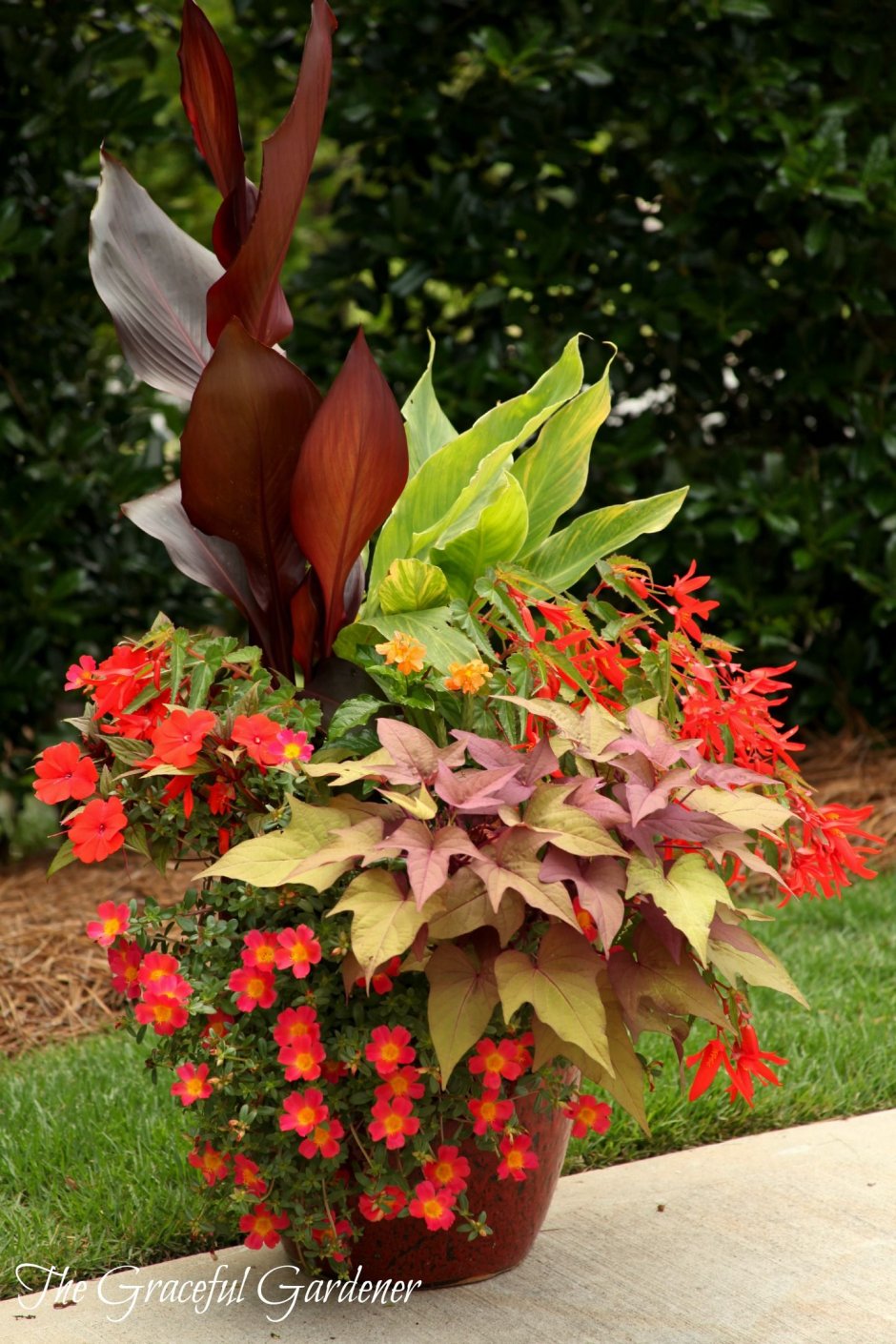 Ипомея батат