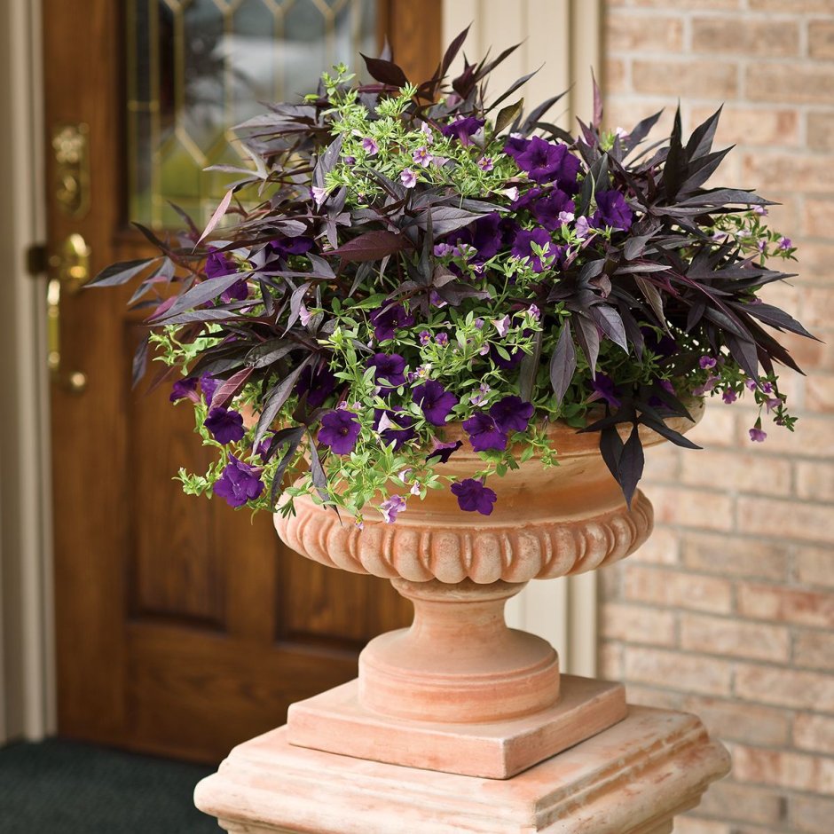 Ипомея батат колеус петуния