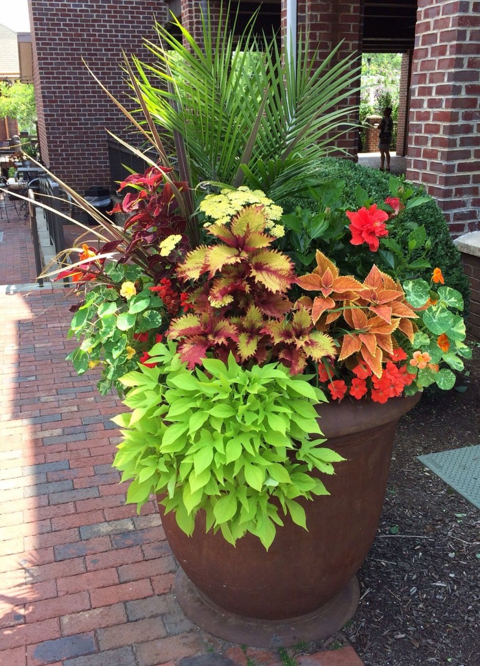 Колеус контейнерные