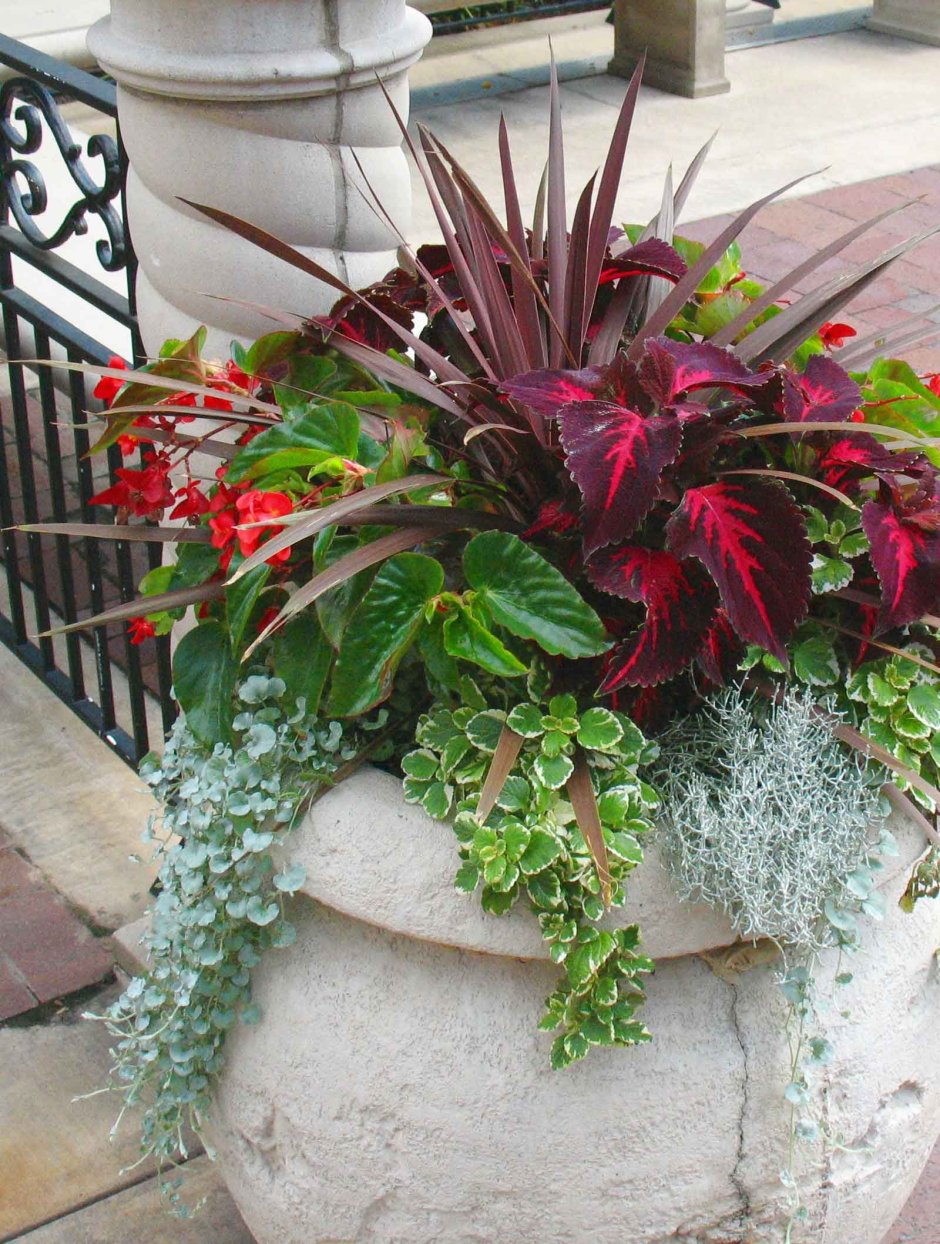 Колеус и бегония