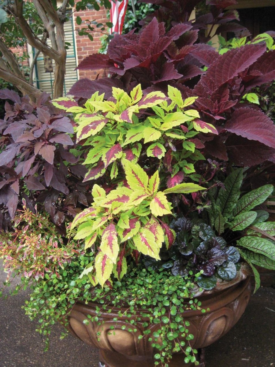 Колеус Velvet Mocha