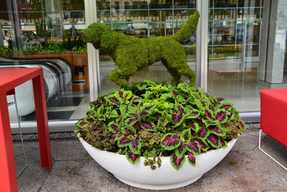 Кашпо с однолетниками композиции