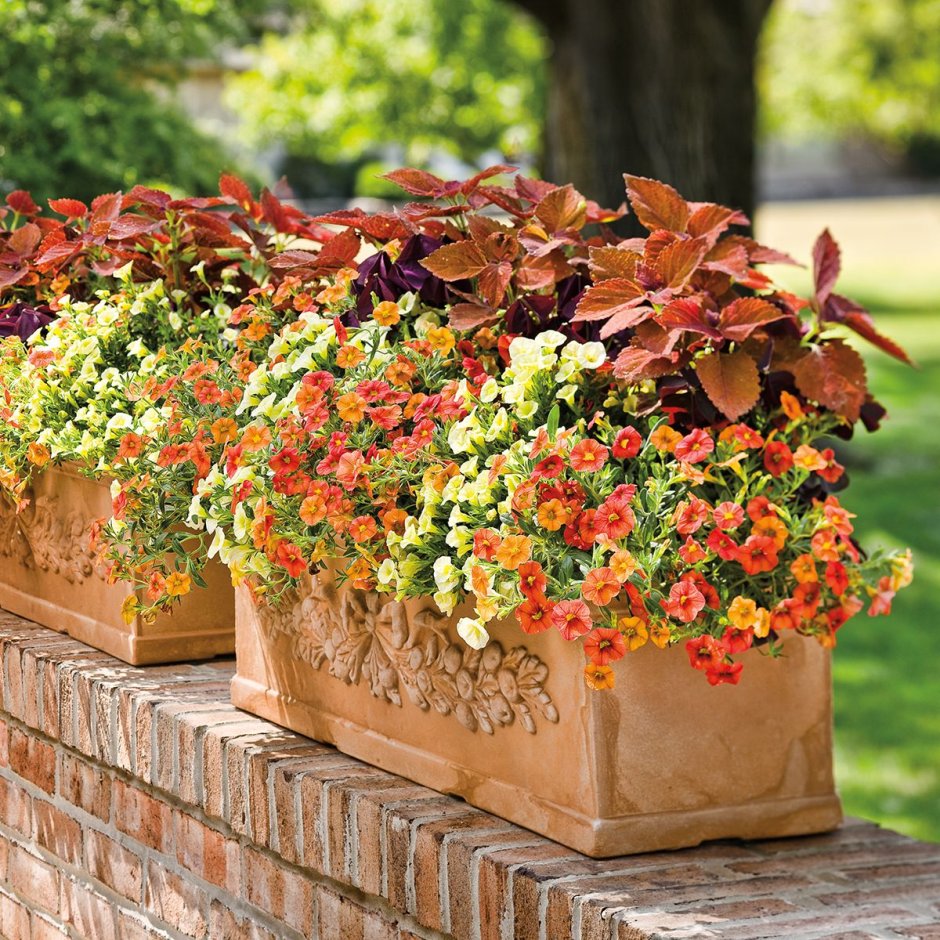 Колеус контейнерные