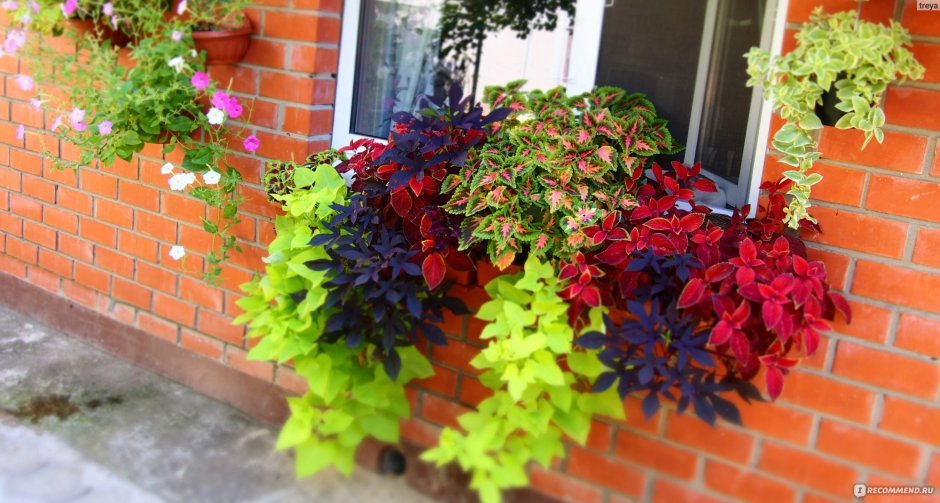 Колеус батат ипомея батат