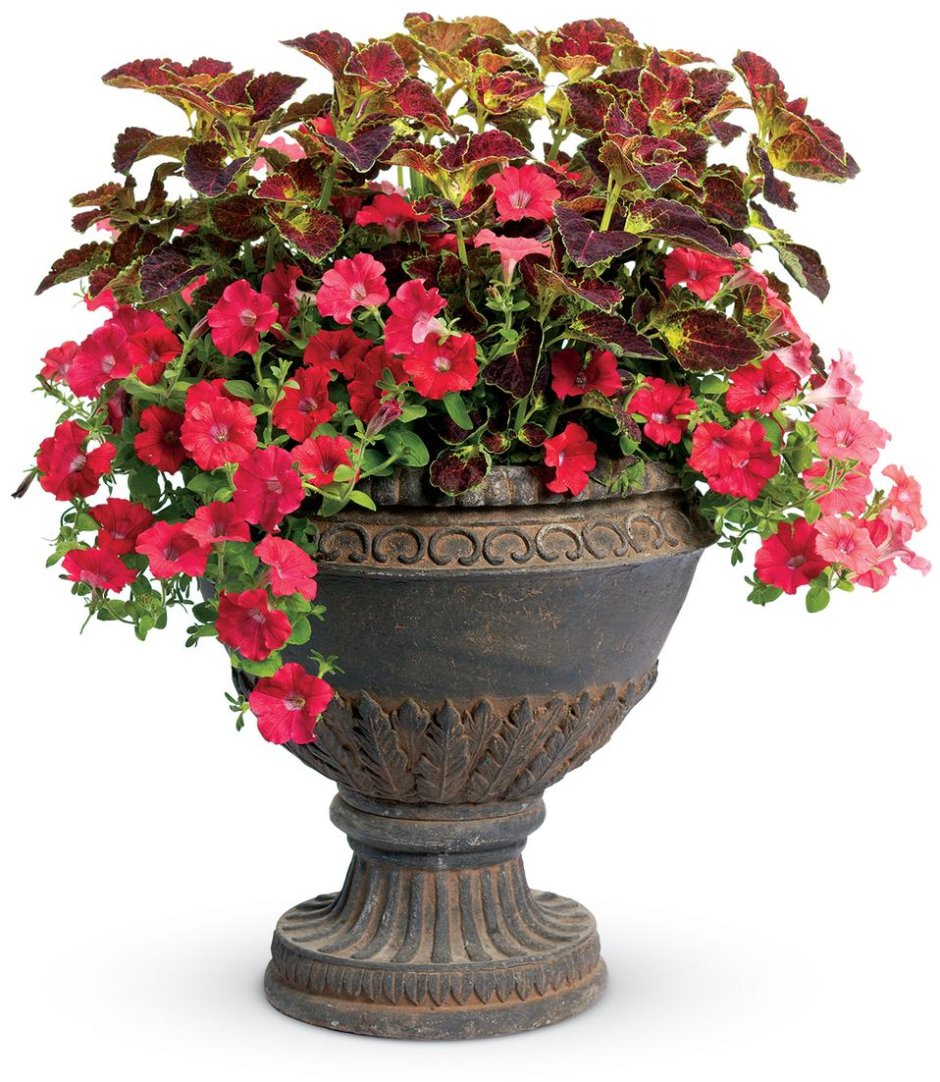 Колеус и петуния и Бакопа