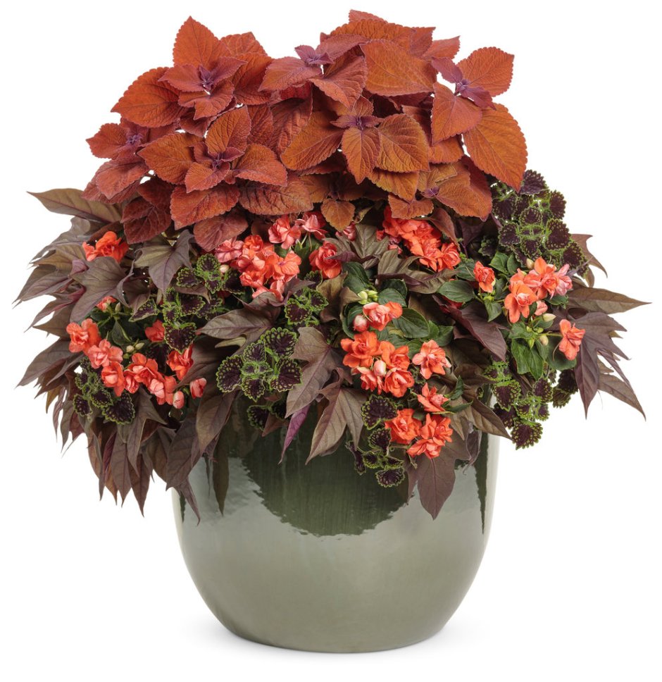 Колеус и бегония