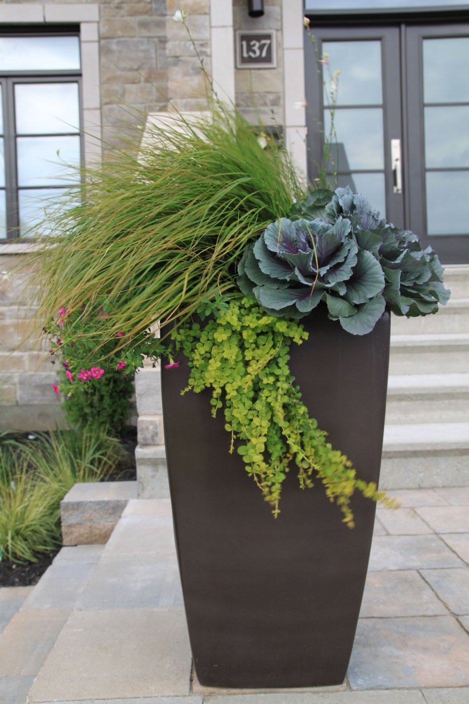 Колеус д19 кашпо