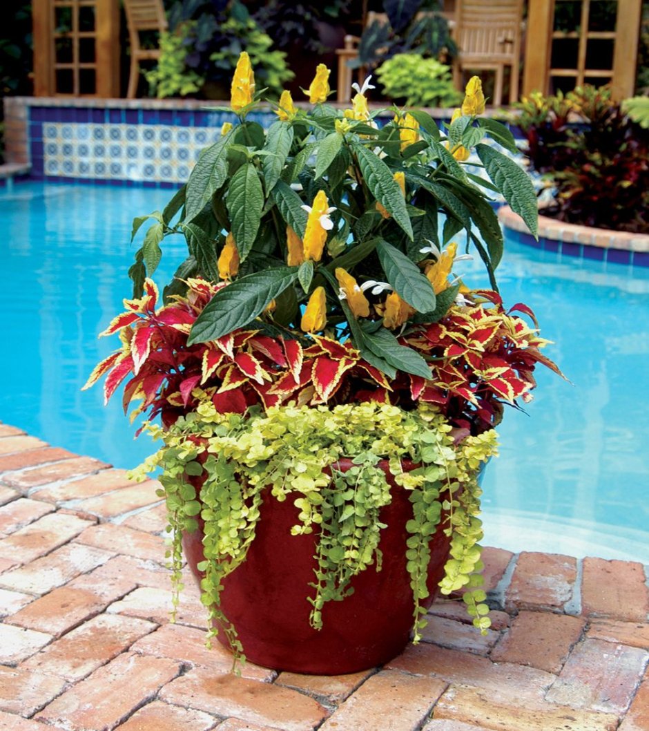 Памела Кроуфорд контейнерные сады