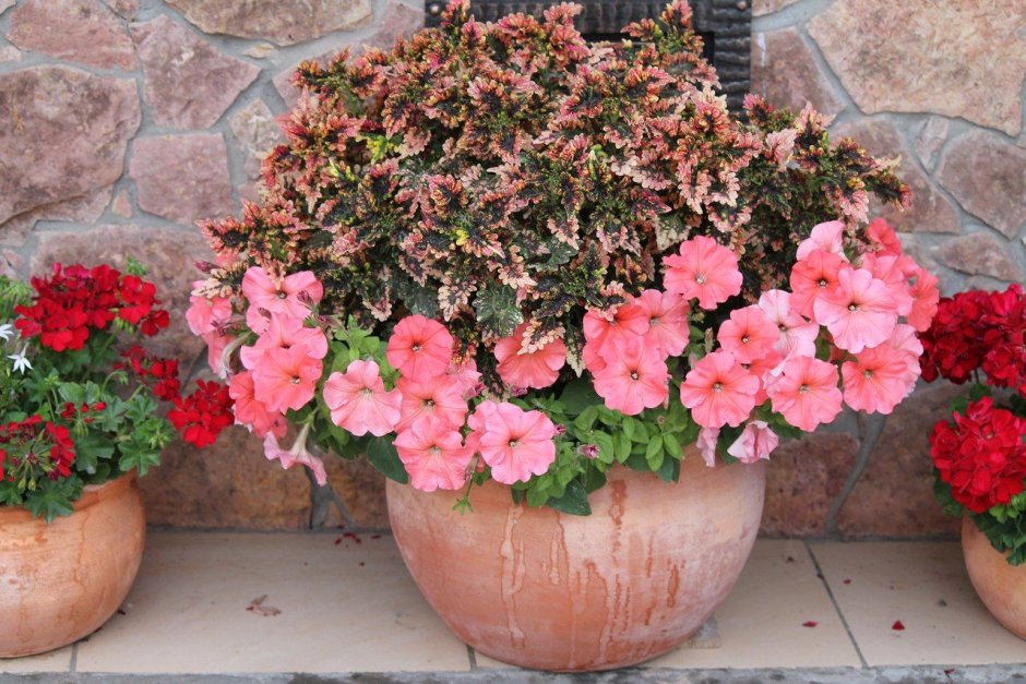 Немезия герань