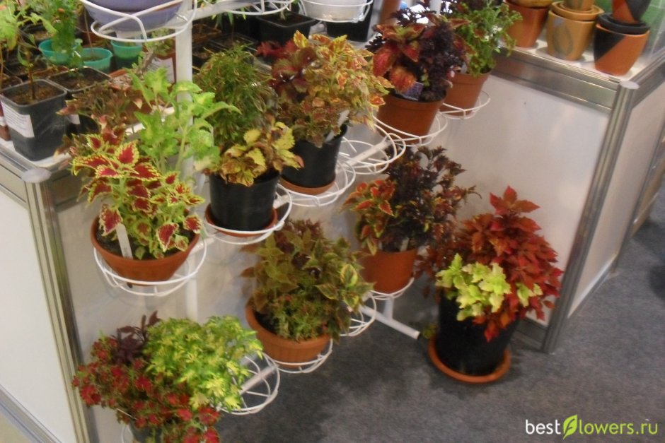 Колеус композиции