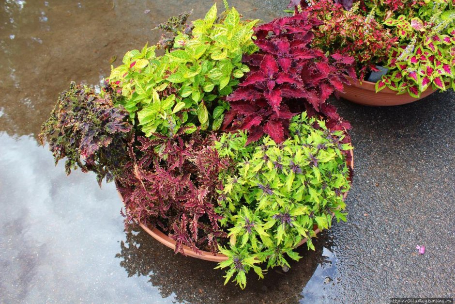 Фуксии и колеусы