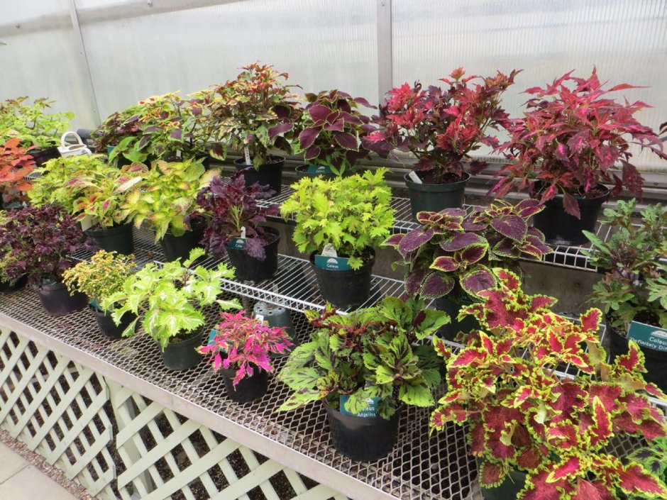 Композиции в вазонах