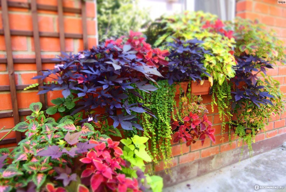 Колеус с плющом