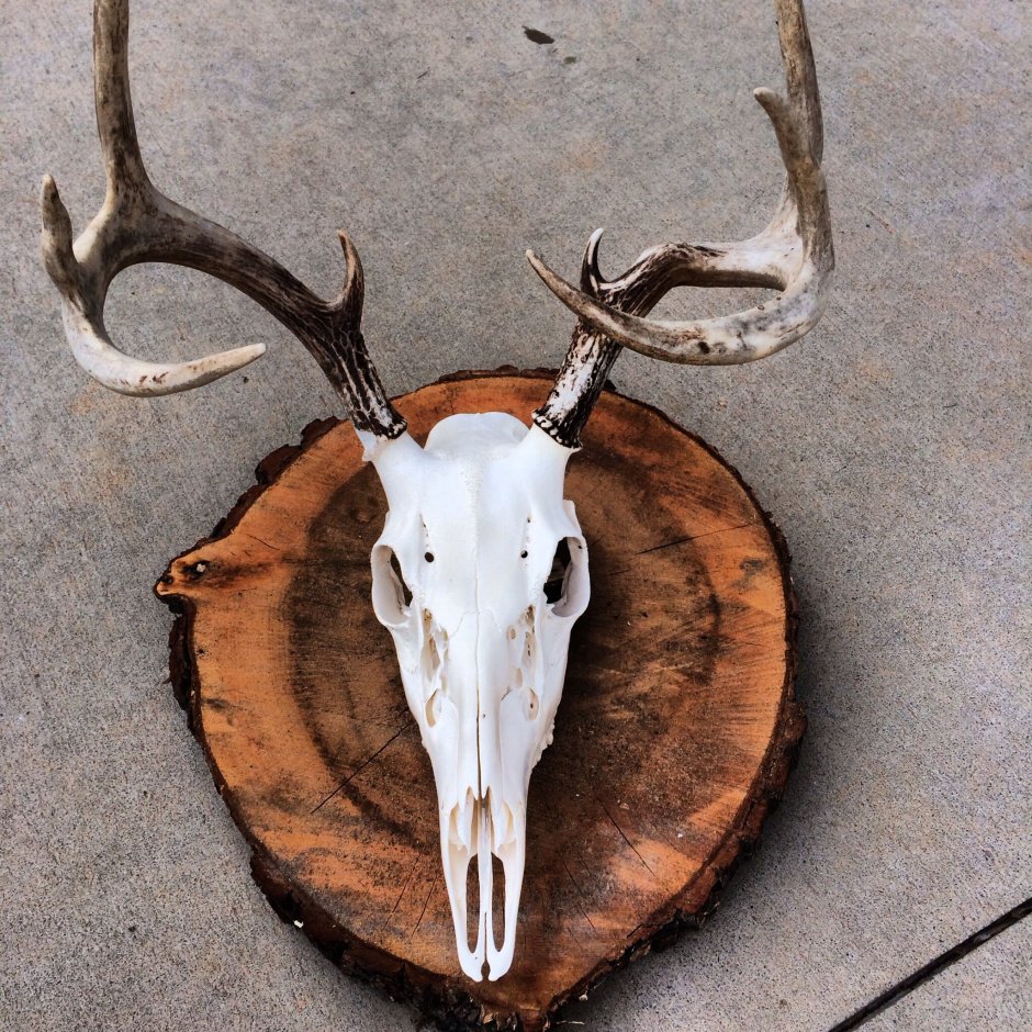 Медальон для трофея