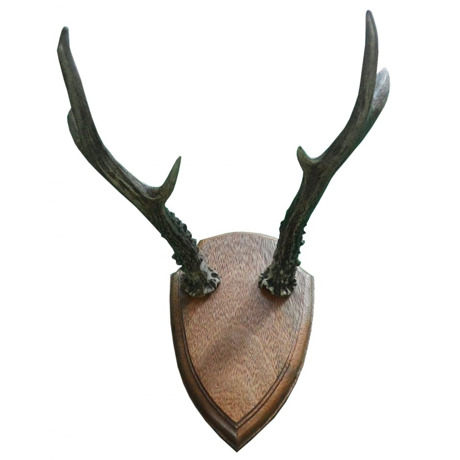 Рога на медальоне