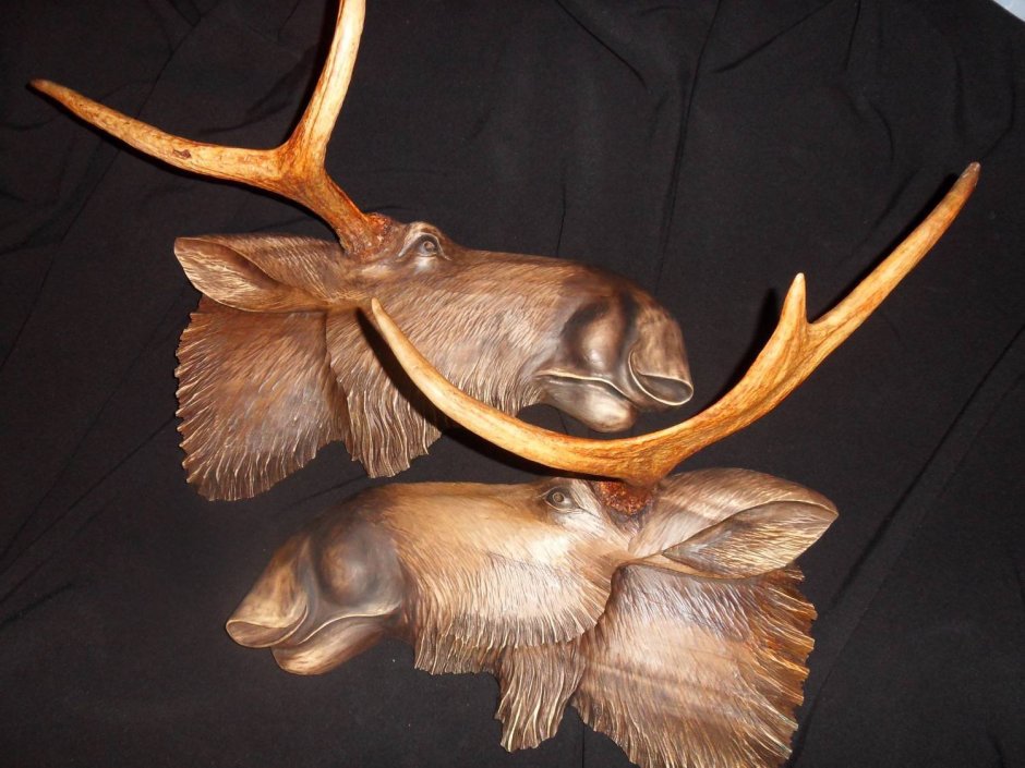 Рога косули на медальоне