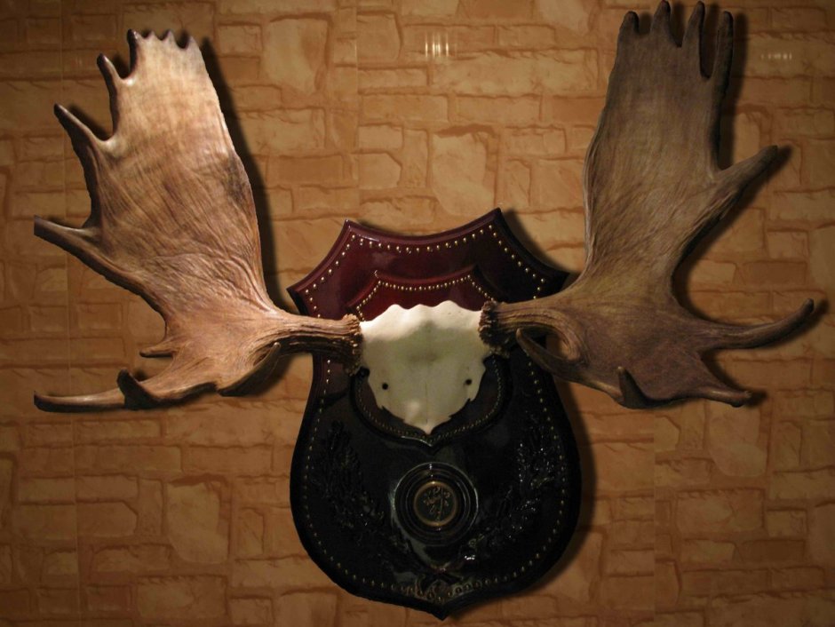 Доска для Рогов