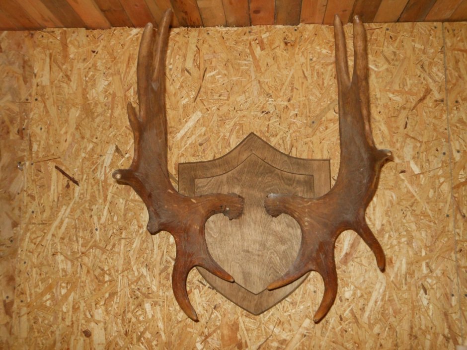 Рога лося на стену