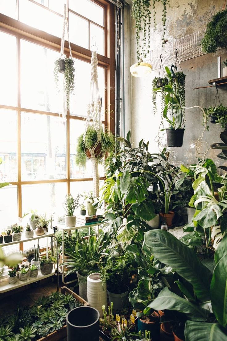 Озеленение комнаты растениями