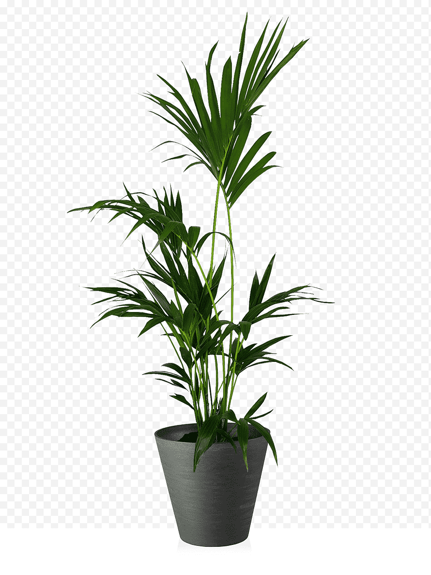 Пальма в горшке на белом фоне