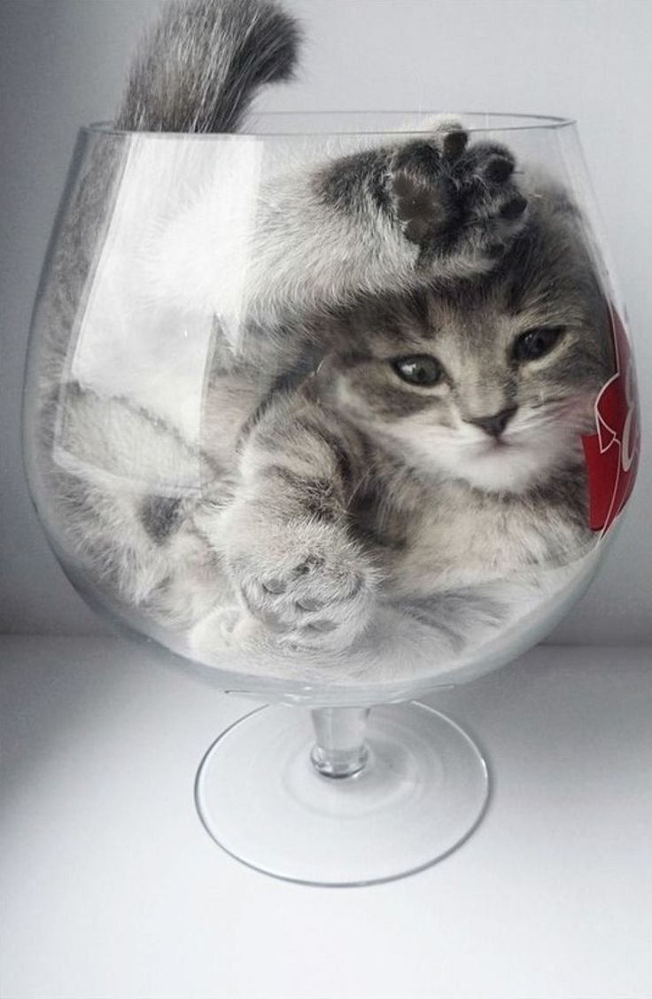 Котенок в стакане