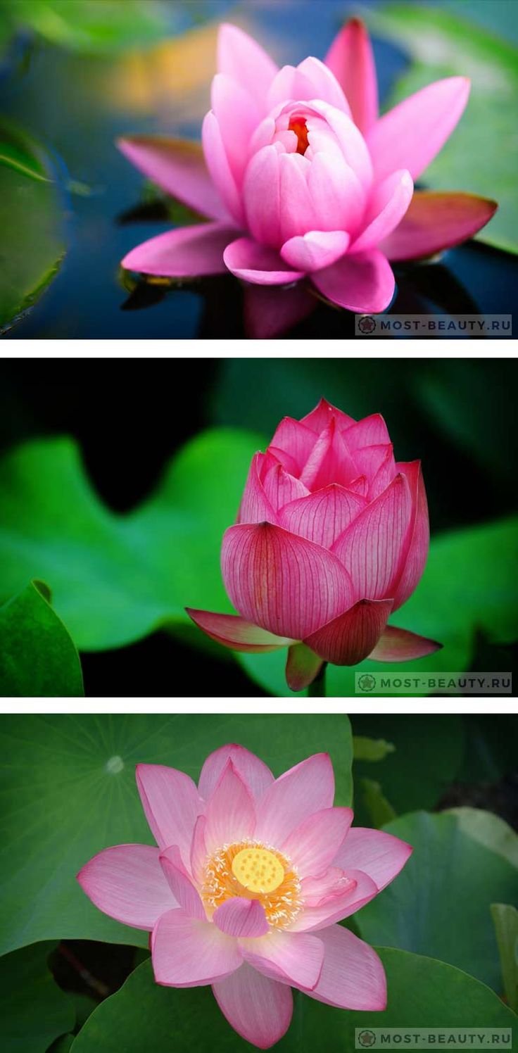 Lotus_Flower_png48