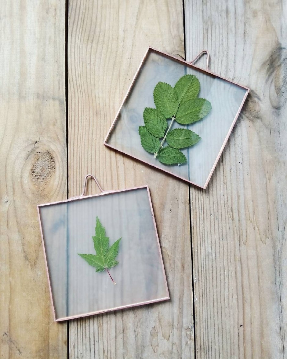 Сухие цветы в рамке под стеклом