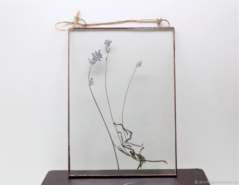 Гербарий в стекле
