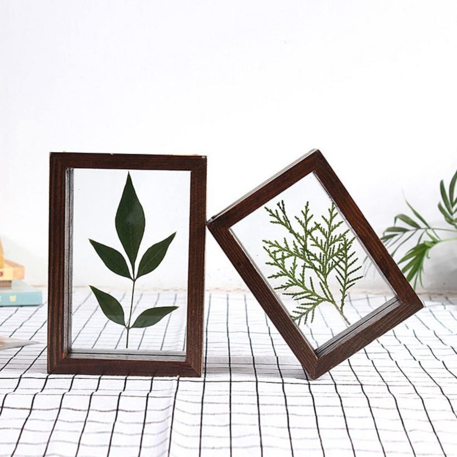 Растения в стеклянной рамке