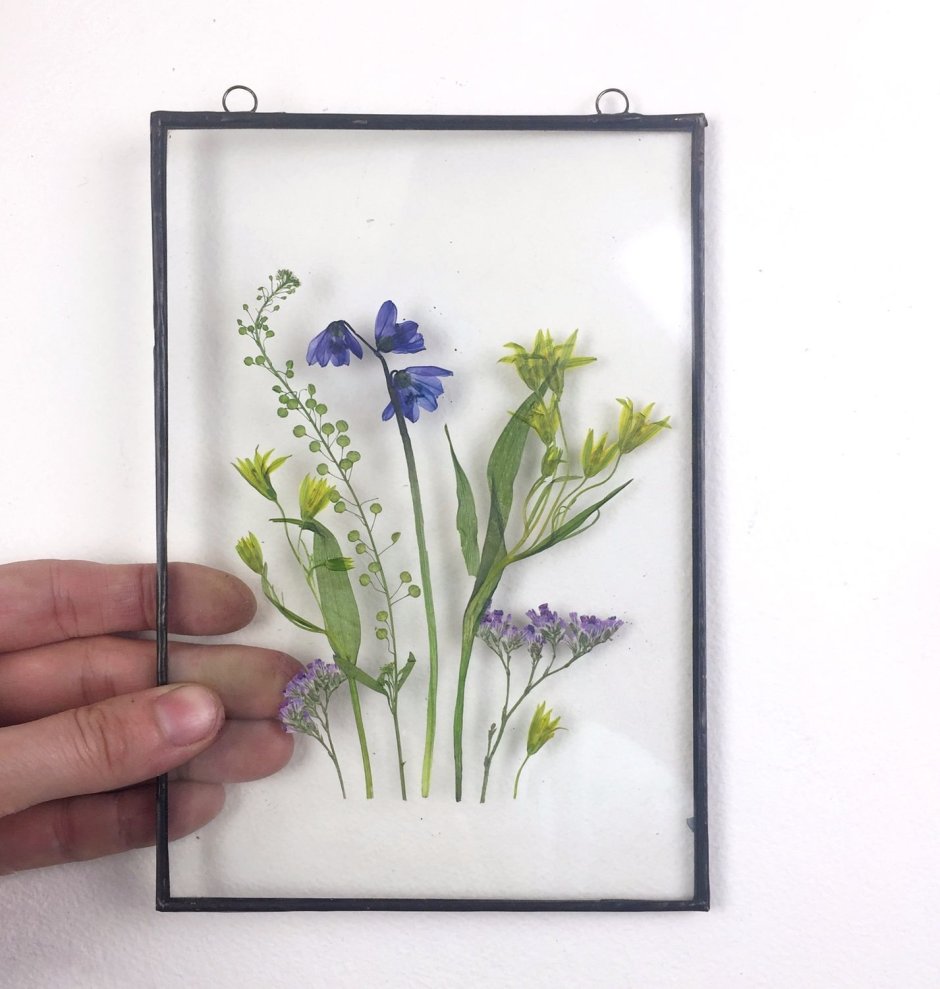 Гербарий в стекле