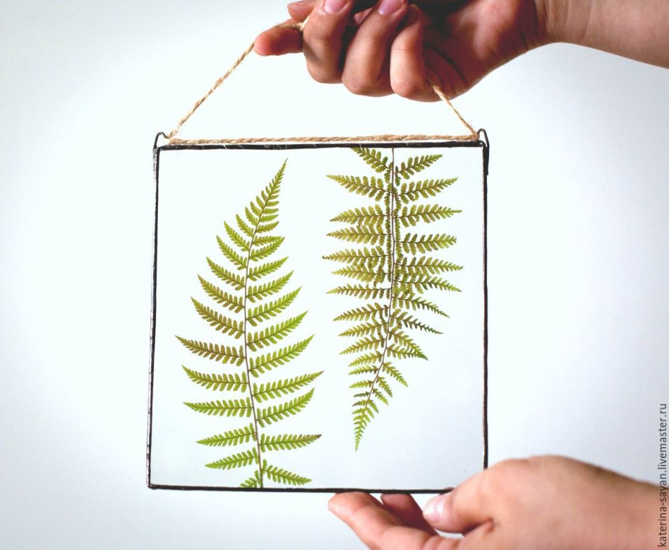 Гербарий злаковые