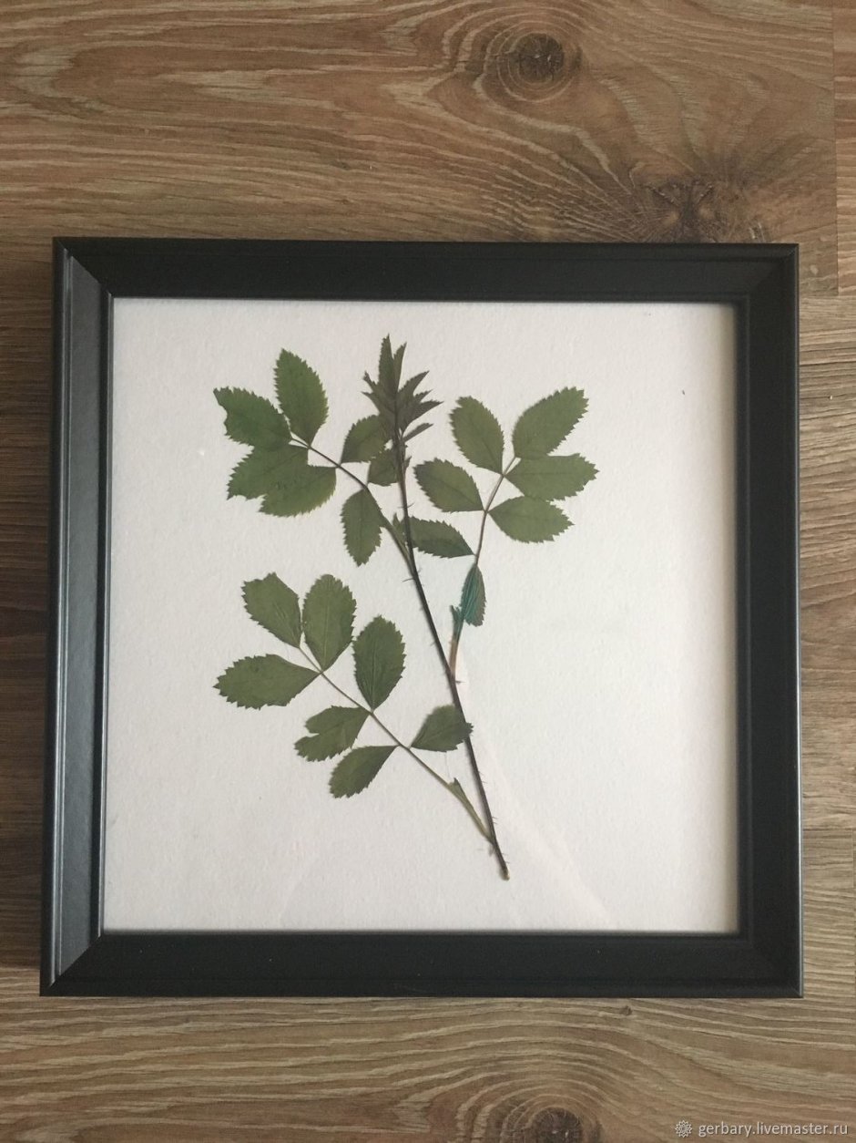 Гербарий под стеклом