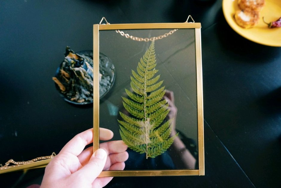 Гербарий Роберта Арескина