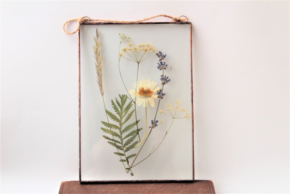 Гербарий под стеклом