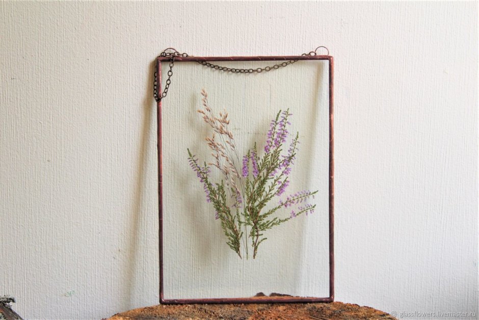 Гербарий в рамке под стеклом