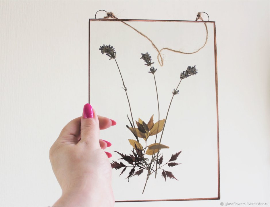 Вереск гербарий