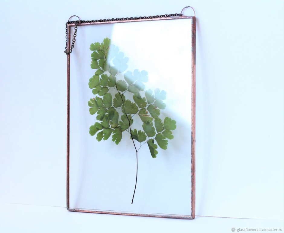 Стеклянная рамка для гербария