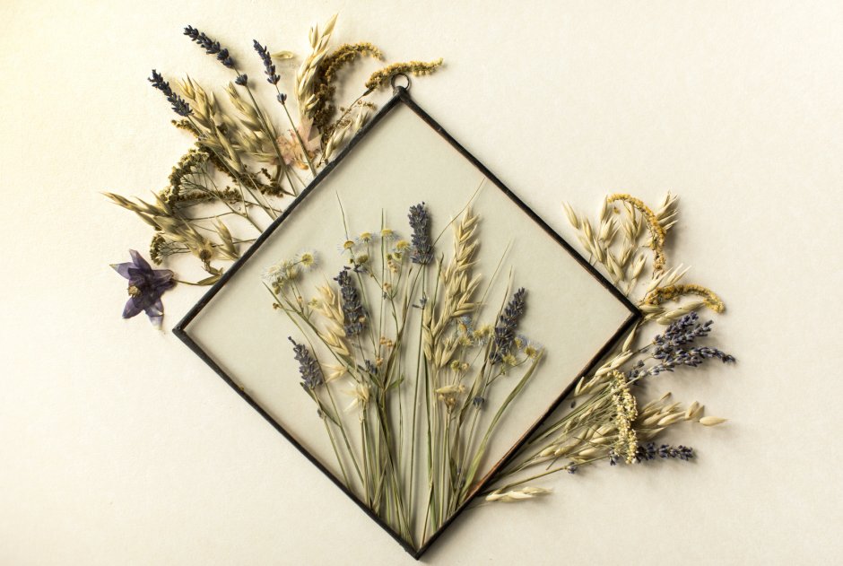 Лаванда гербарий