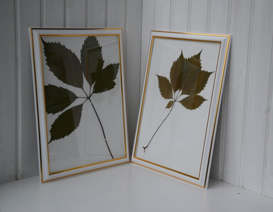 Гербарий под стеклом