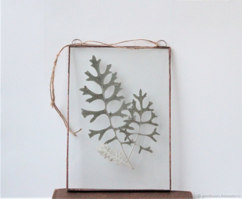 Гербариум в стекле