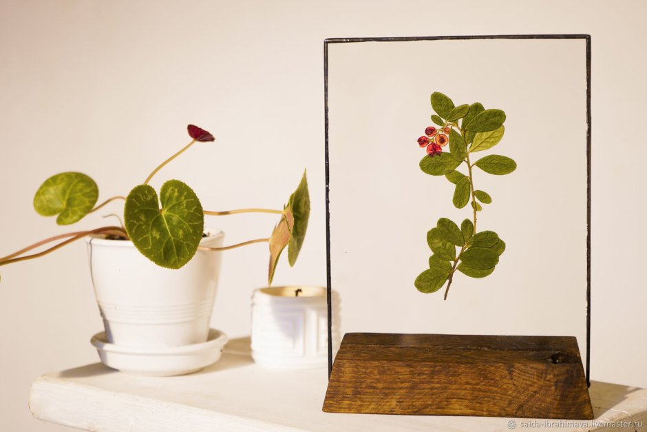 Гербарий в стекле