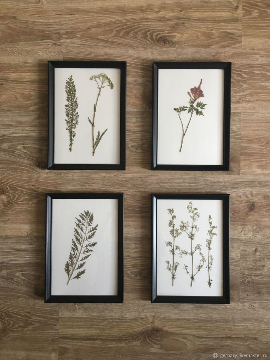 Вереск гербарий