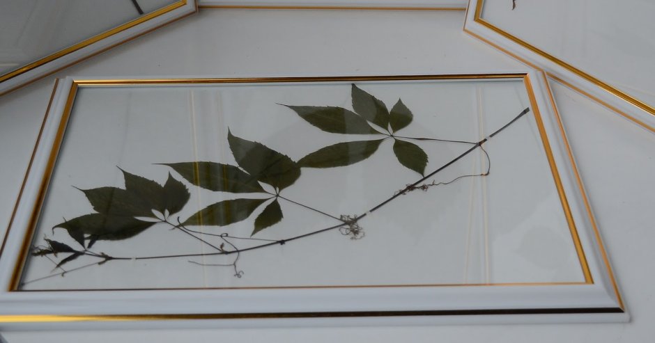 Крапива гербарий